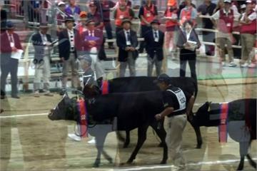 和牛界的奧運 要選出日本第一牛！