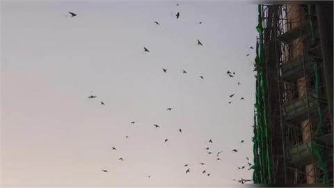 苑裡「萬燕齊發」發出嘈雜聲　醫院受干擾.路人躲黃金雨