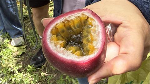 百香果界愛馬仕「藍星百香果」　一顆要價近５０元民眾仍瘋搶