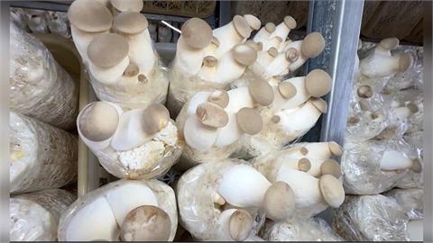 科技種杏鮑菇! 業者保留人工削菇 促在地婦女就職