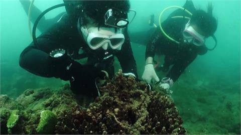 泰國環保團體清除珊瑚礁「幽靈漁具」　官民合作保護海洋生態