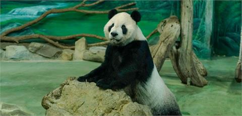 大貓熊「團團」離世1週年標本完成　「瀕危物種展示區」2024年開放