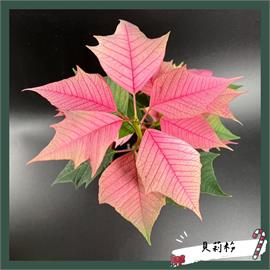 聖誕紅開賣了 台北花市:今年產量略減、品質穩定