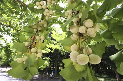 日本「天氣太熱」！農作物產量大幅銳減　衝擊農民生計