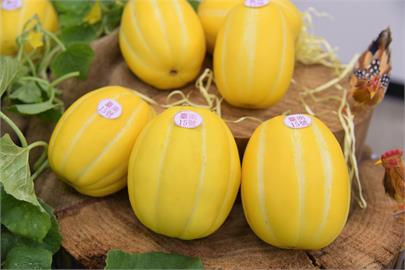 夏季設施栽培新選擇！新品種甜瓜「臺南15號」亮麗、肉質脆嫩