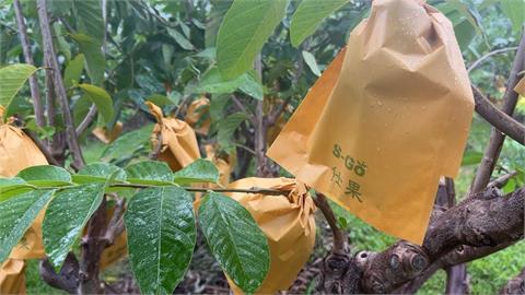 又有颱風來襲! 台東鳳梨釋迦農套袋保果、宜蘭青蔥加緊採收