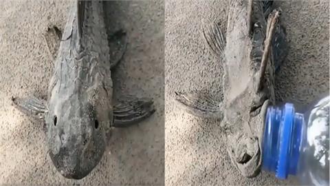 「殭屍魚」全身硬邦邦像化石！「碰水秒復活？」驚人影片曝光