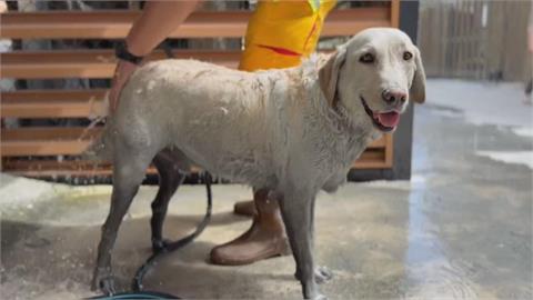 快新聞／辛苦了！花蓮搜救犬Hero光復繼續搜救　下工洗澎澎萌樣曝