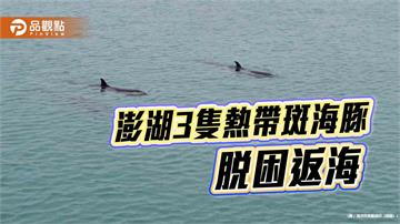澎湖3隻熱帶斑海豚脫困返海　各界守護見證生命回歸自然
