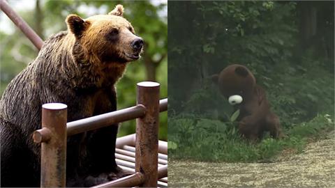 日本野熊攻擊釀10起死亡事件!電視台自製「模擬自保片」網歪樓:失去危機感