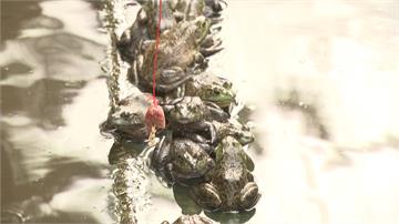 餵羊餵兔不稀奇 農場推「釣牛蛙」體驗