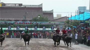 泰國百年傳統水牛節！上百頭水牛比賽跑