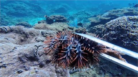 異言堂(影)／無懼鬼月下水抓「鬼」  潛水員為「牠」冒夜移除棘冠海星