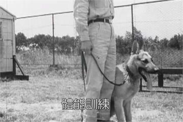《新兵日記》毛孩版 50年代軍犬訓練大公開