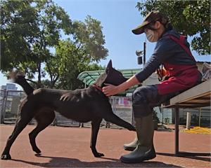 動保處開課程助飼主解決疑難雜症　今年加碼到宅犬隻行為訓練