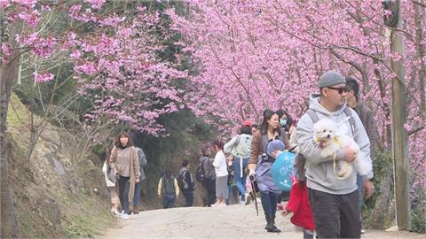 快新聞/賞櫻注意!新竹「這公園」停車場鋪鬆散碎石 車輛停放恐「無法自拔」