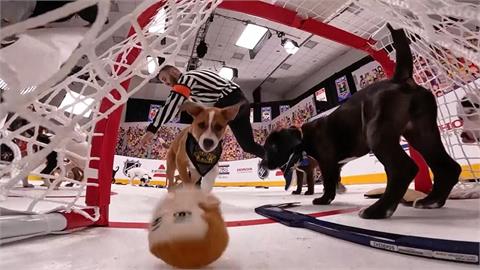NHL季後賽將開打　聯盟辦「史坦利狗狗盃」暖身宣傳賽事兼做公益