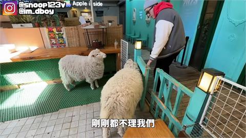 讓粉絲選行程！網紅意外踏進南韓動物咖啡廳　與羊咩咩零距離網融化
