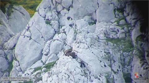 棕熊交配季 西班牙北部山區公母熊肉搏大戰