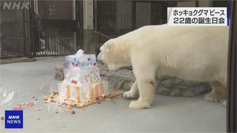 生日快樂！　日本人工飼育最長壽北極熊　「和平」歡慶22歲生日