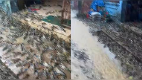 百萬大撤離！民眾門口驚爆擠滿「這生物」排隊等待　網苦笑：生火吧