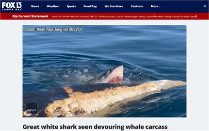 快新聞／罕見畫面！美佛州鯊魚啃食「鯨落」　出海民眾全程直擊