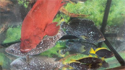 屏東石斑養殖大王戴昆財　成功繁殖夢幻石斑魚　下一個目標瀕危「蘇眉魚」