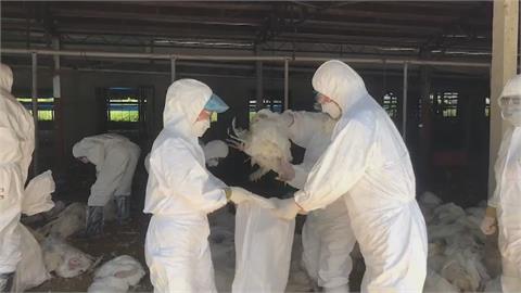 火雞場爆禽流感　撲殺329隻火雞、場區清消