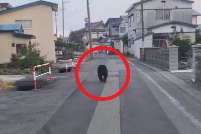 快新聞／日本再傳「熊進市區傷人」　受害人數創有史以來最高