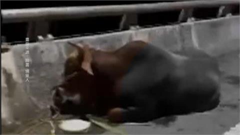 疑虐待黃牛致傷? 飼主喊冤:牽去"配種"途中走到受傷