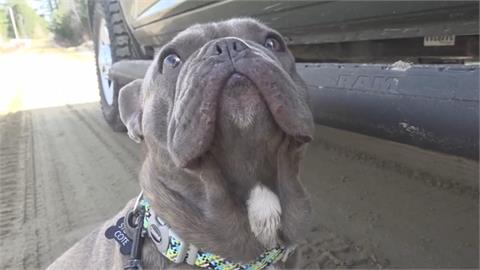 美緬因州愛犬失蹤　無人機搜尋引導救援安全回家