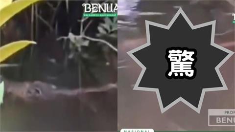 印尼10歲男童慘遭「鱷魚猛咬」拖入水中！牠「叼屍浮出」驚悚畫面全曝光…
