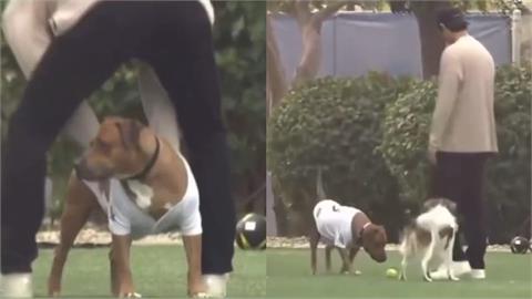 MLB(影)／大谷、山本的狗狗聯誼玩得很開心！真美子在旁陪玩超吸睛