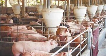 啟動非洲豬瘟第2階段強化措施　卓榮泰：澈底阻斷傳播途徑