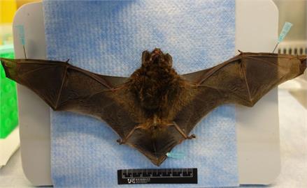 快新聞／迄今第6例！新北中和蝙蝠驗出麗沙病毒　防檢署：有人畜共通風險