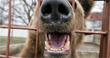 日本熊患擴大全國撲殺近6千頭！　日本人端出熊排應對危機