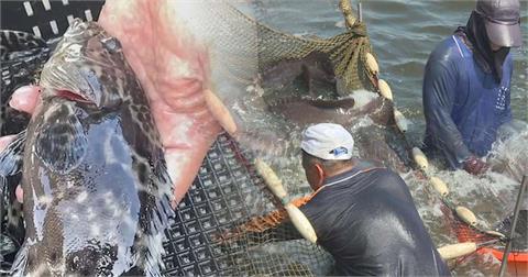 快新聞／「我會接收大家的石斑魚」　福島業者：希望報答台灣賑災捐款恩情