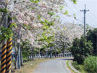 嘉義唯美花旗木景點TOP 5！浪漫粉色童話秘境　不藏私全攻略！