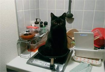 貓的報恩？貓奴說肚子餓《貓自己跑到鍋子裡》這是等著被煮來吃嗎...