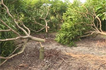 36棵芒果樹被腰斬 果農悲痛：遭鎮長夫報復