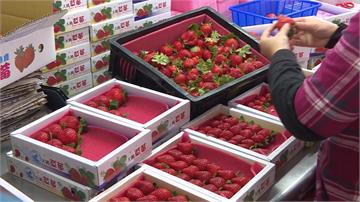 草莓分級包裝 嚴選後價格不同