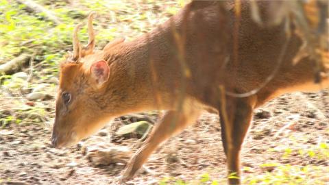 山羌「脫逃動物園」？　園方及時抓捕一查竟是野生的