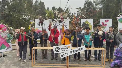 2026阿里山花季浪漫登場　31種櫻花品系已陸續綻放