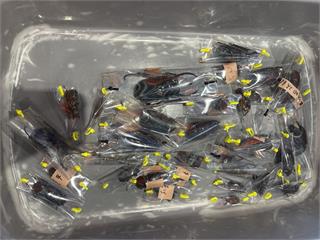 夾藏248隻甲蟲闖關小三通　X光機現形金門海巡員逮人