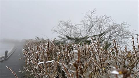 冷氣團發威！合歡山下冰霰「一片銀白」　追雪族嗨翻