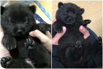 他隔7年收養「黑狗幼崽」曬萌照　吸2100多萬人關注！網驚：確定不是保育類？