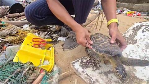 漁網纏繞玳瑁海龜打上岸　１死２傷送治療