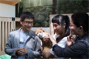 響應530國際抱貓日　動保處： 6月7日前貓公所認養送好禮