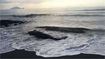 4.5米長抹香鯨宜蘭海岸擱淺亡 待解剖查死因