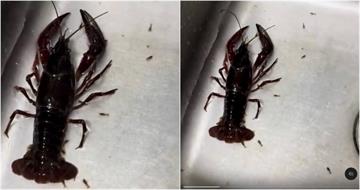 買龍蝦回家竟目睹「生產龍蝦寶寶」 網友替求情:別煮啊小孩就沒媽了